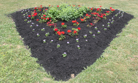 Flowers in African-American Garden in Cleveland