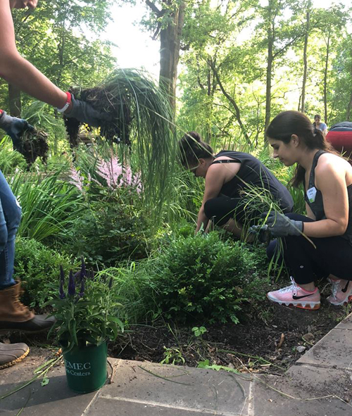 Jewish and African American volunteers work together in the Hebrew Cultural Garden