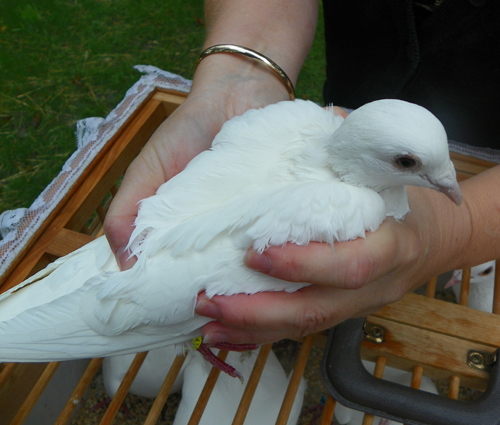 One sof the Doves released when Mother Teresa statue unveiled