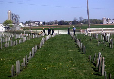 Amish cemetery