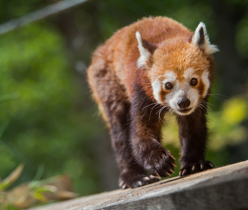 Red panda at Asian Highlands at Cleveland Metroparks Zoo