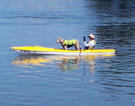 Dog in boat watching race