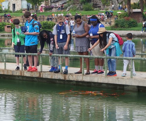 Feeding Koi fish at the pond in Yunnan