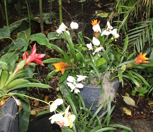 Cloud Forest of Costa Rica in Cleveland Botanical Garden