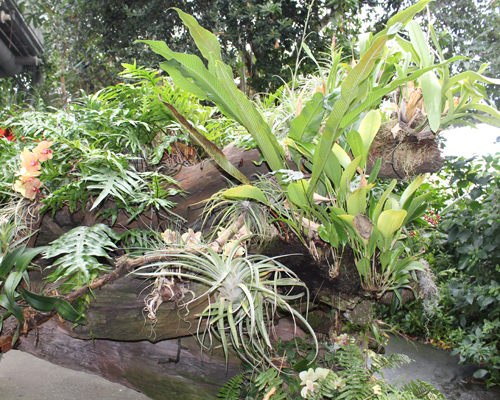 Cloud Forest of Costa Rica in Cleveland Botanical Garden