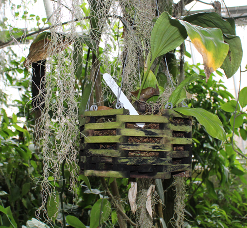 Cloud Forest of Costa Rica in Cleveland Botanical Garden