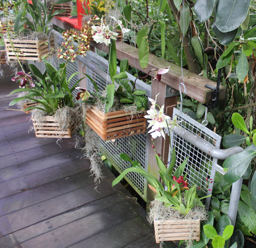 Cloud Forest of Costa Rica in Cleveland Botanical Garden