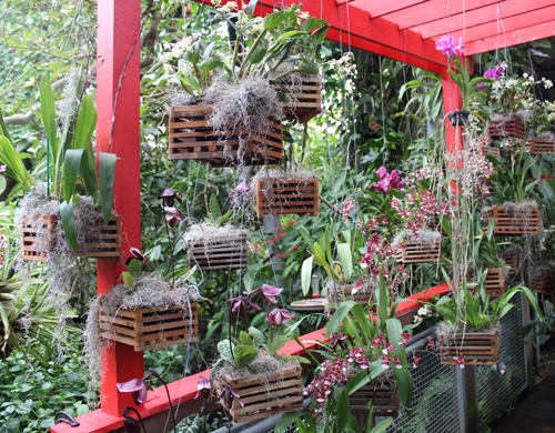 Cloud Forest of Costa Rica in Cleveland Botanical Garden