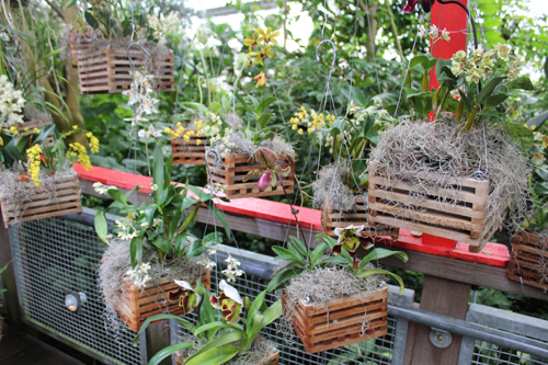 Cloud Forest of Costa Rica in Cleveland Botanical Garden