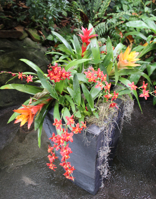 Cloud Forest of Costa Rica in Cleveland Botanical Garden