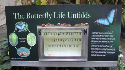 Butterflies of Costa Rica in Cloud Forest in Cleveland Botanical Garden