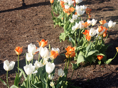 Orange and white tulips for Dutch King's Day