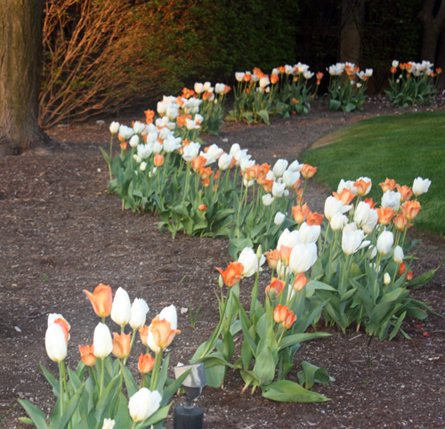 Orange and white tulips for King's Day at Silver Lake Country Club