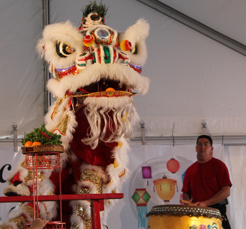 Kwan Family Lion Dance Team at Cleveland Asian Festival