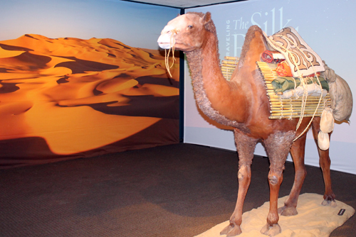 Camel at Traveling the Silk Road exhibit