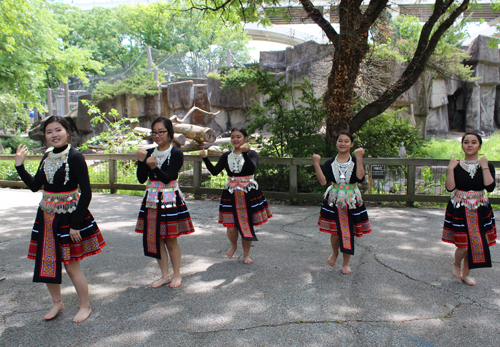 Paj Tawg Tshiab (blooming flower) traditional Hmong dance group  at Cleveland Metroparks Zoo