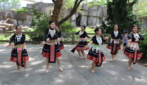Paj Tawg Tshiab (blooming flower) traditional Hmong dance group  at Cleveland Metroparks Zoo