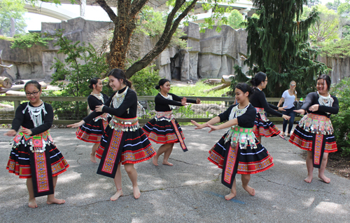 Paj Tawg Tshiab (blooming flower) traditional Hmong dance group  at Cleveland Metroparks Zoo