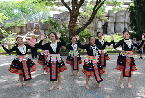 Paj Tawg Tshiab (blooming flower) traditional Hmong dance group  at Cleveland Metroparks Zoo