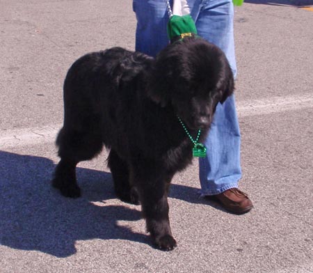 Newfoundland newf dog at St Patrick's Day Parade