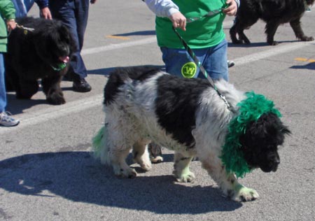 Newfoundland newf dog at St Patrick's Day Parade