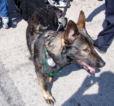 Irish Police Dog 