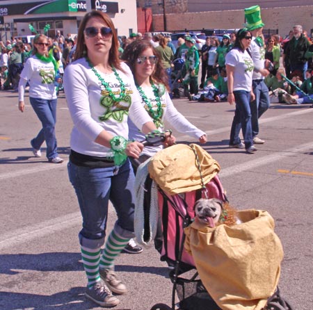 pug dog at St Patrick's Day Parade in baby carriage
