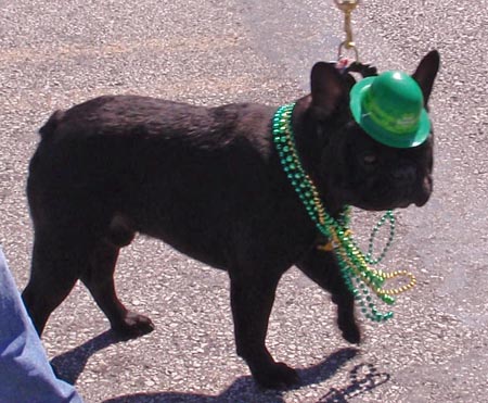 Pug dog at St Patrick's Day Parade