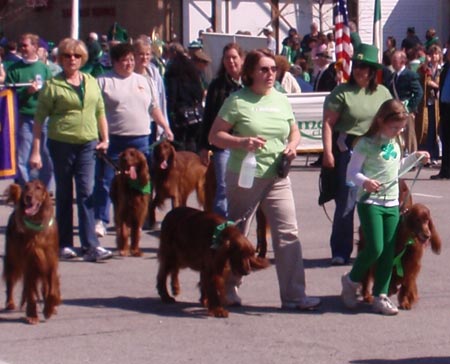 irish setter