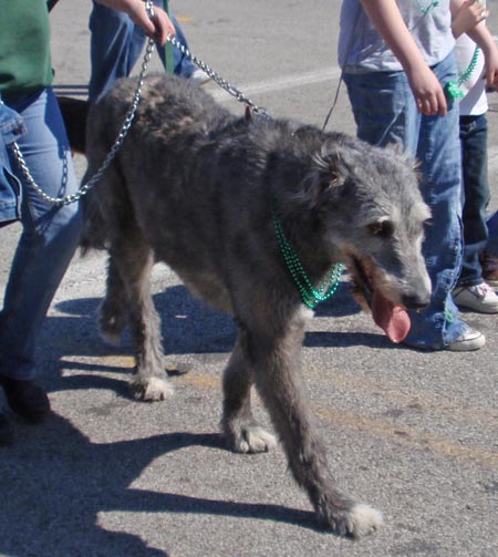 Irish Wolfhounds