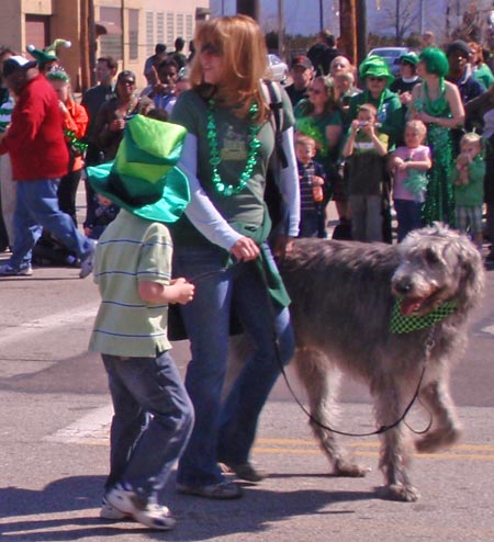 Irish Wolfhounds