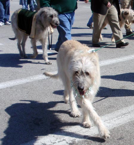 Irish Wolfhound