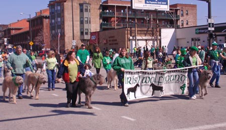 Irish Wolfhounds