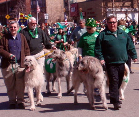 Irish Wolfhounds