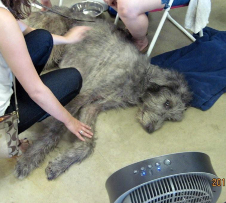 Too hot to be an Irish Wolfhound