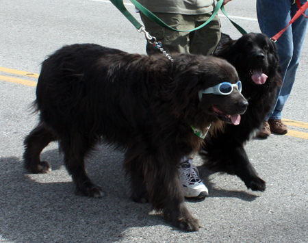 Dogs in the Cleveland St Patrick's Day Parade