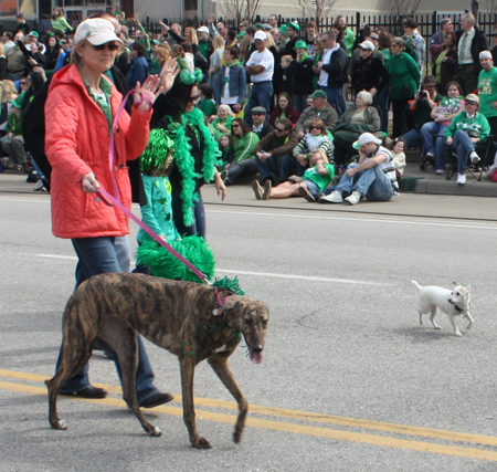 Dogs in the Cleveland St Patrick's Day Parade