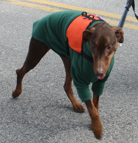 Dogs in the Cleveland St Patrick's Day Parade