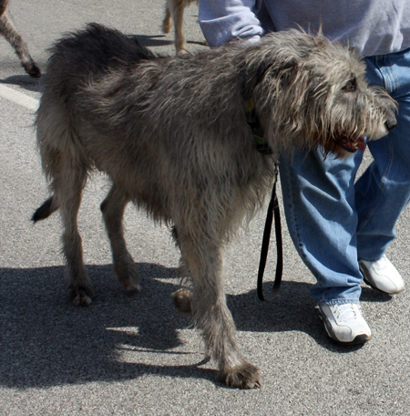 Dogs in the Cleveland St Patrick's Day Parade