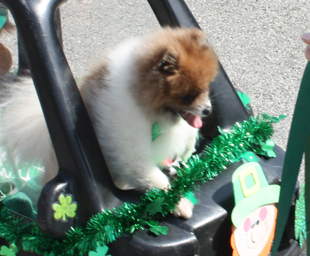 Dogs in the Cleveland St Patrick's Day Parade