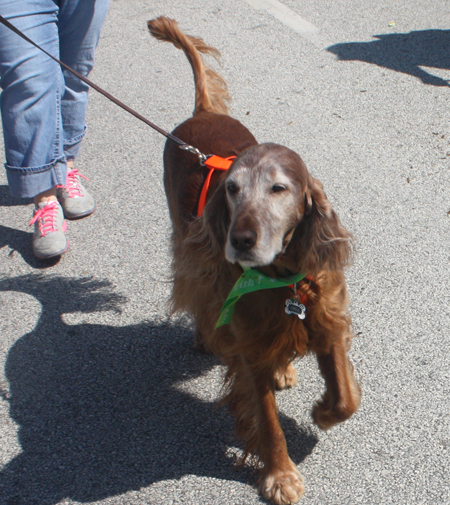 The Irish Setter Club of Ohio at the 2012 Cleveland St. Patrick's Day Parade