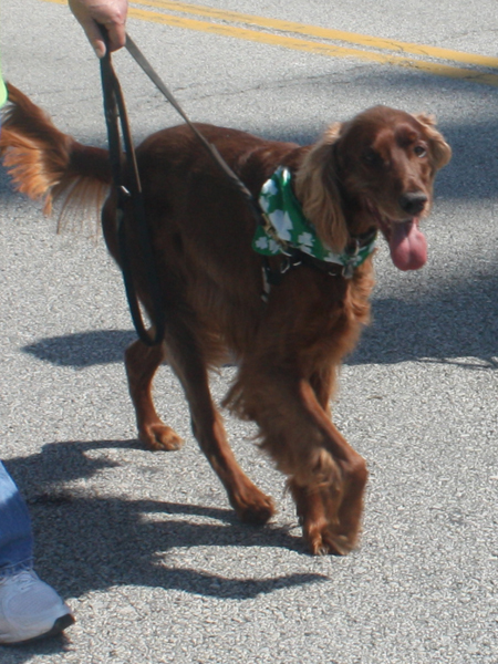 The Irish Setter Club of Ohio at the 2012 Cleveland St. Patrick's Day Parade