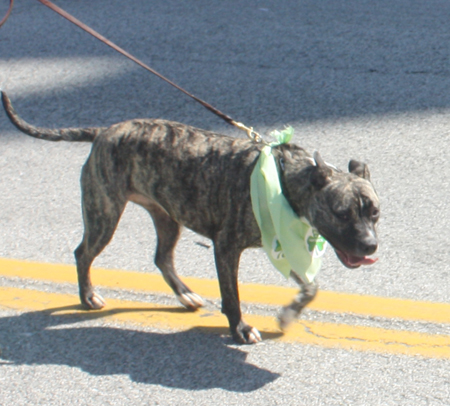 Dog at Irish Parade