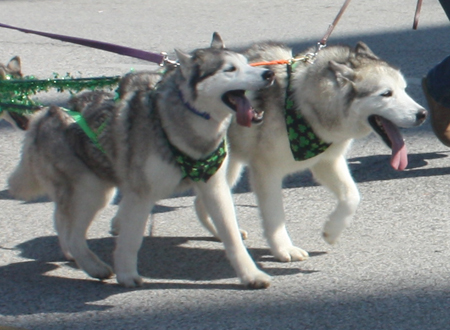 Siberian Huskies