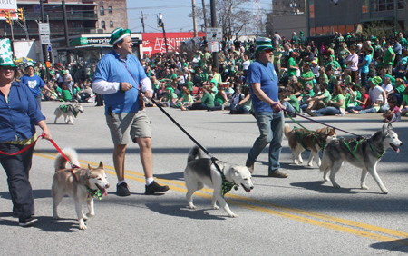 Siberian Huskies