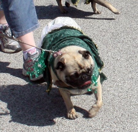 pug dog at parade