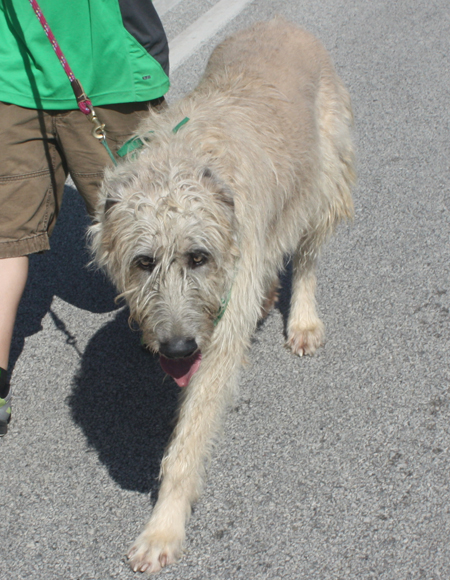 Irish Wolfhound