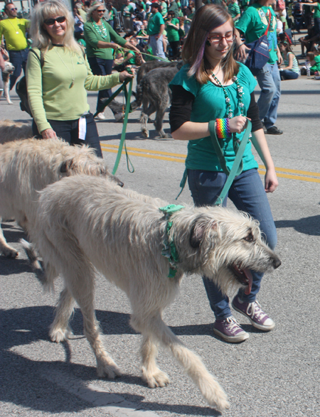 Irish Wolfhound