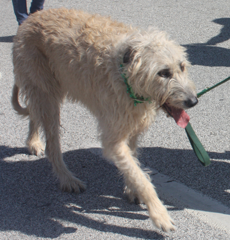 Irish Wolfhound