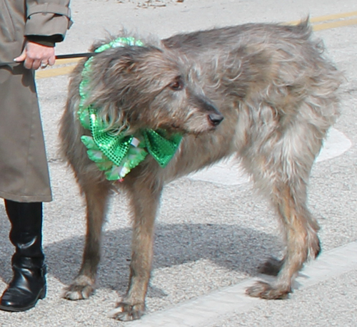 Irish Wolfhound at the  2013 Cleveland St. Patrick's Day Parade